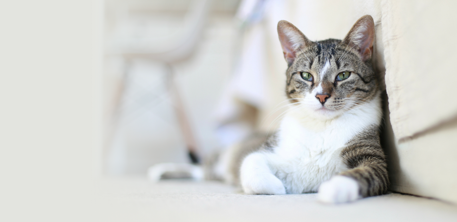 The WellPet Center Veterinary Hospital